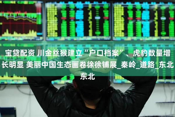 宝贷配资 川金丝猴建立“户口档案”、虎豹数量增长明显 美丽中国生态画卷徐徐铺展_秦岭_道路_东北